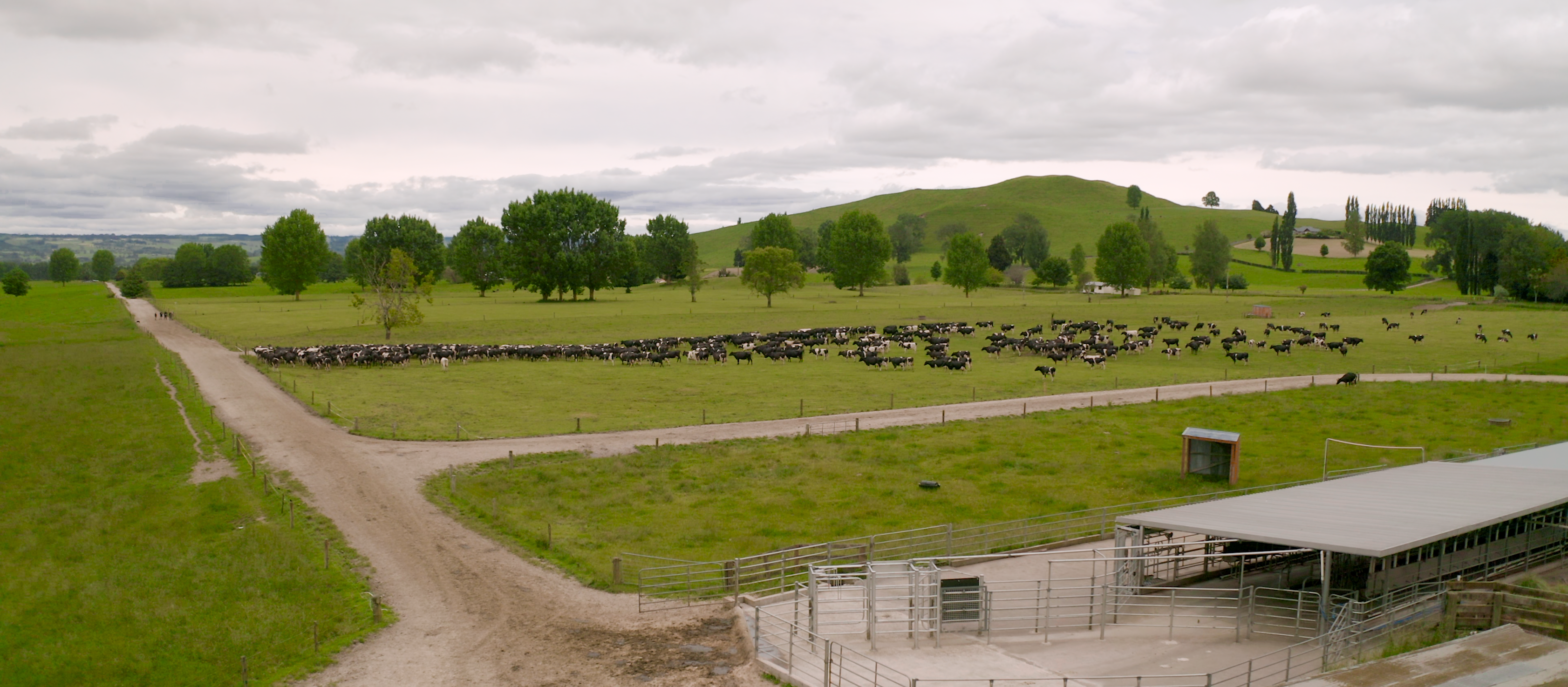 An overhead shot of the Leslie farm and herd with CowManager