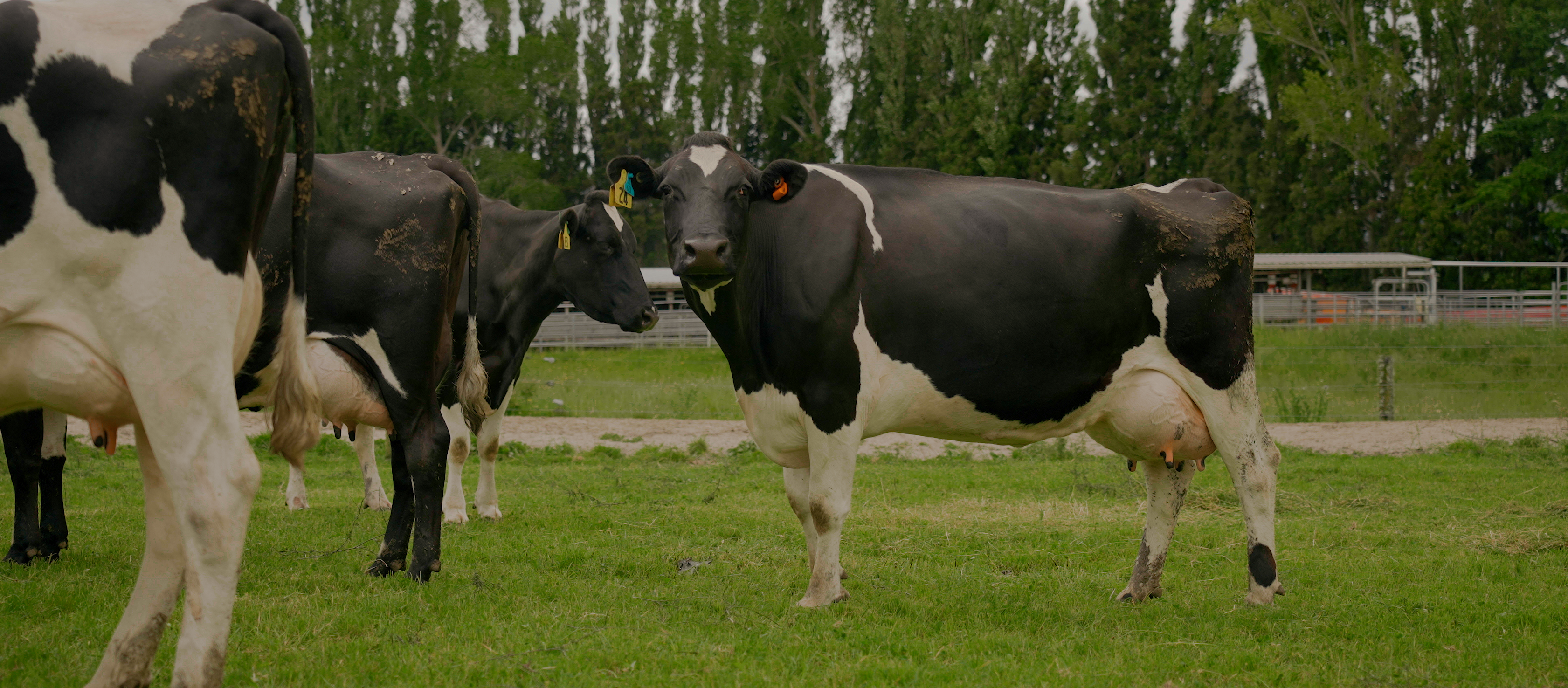 A cow on the Leslie farm with a CowManager ear sensor